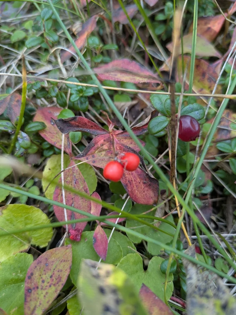 Cornus Canadensis