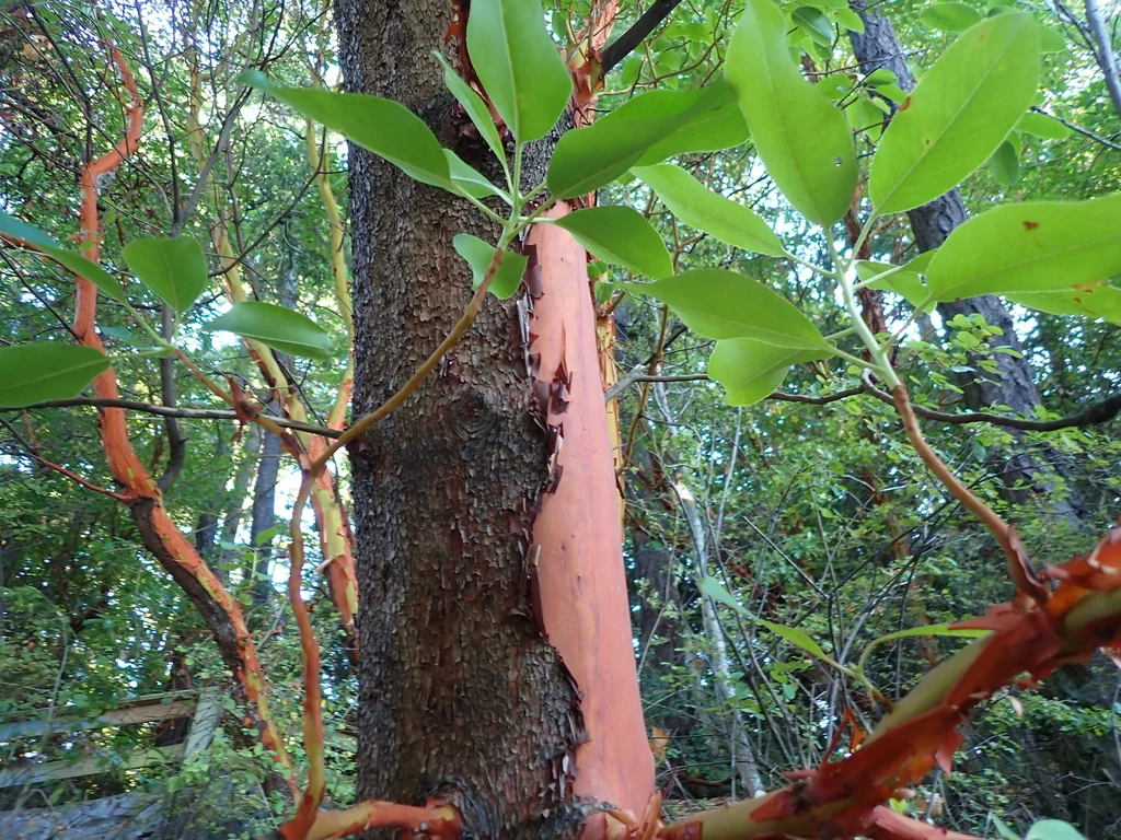 Arbutus Menziesii