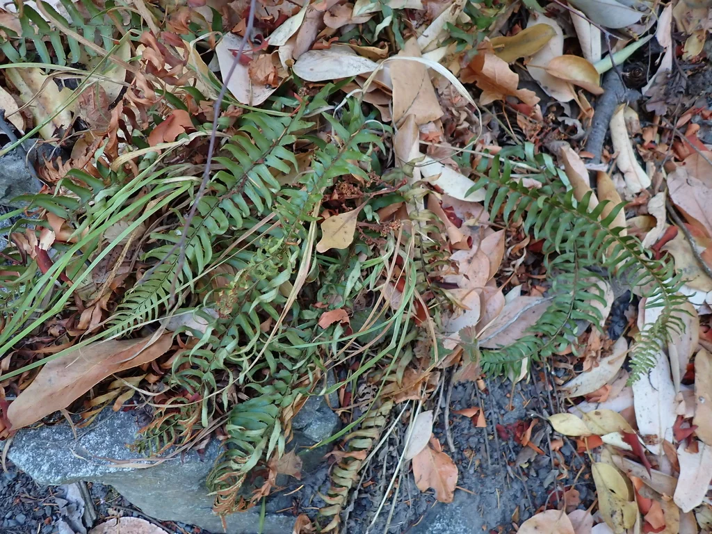Polystichum Munitum