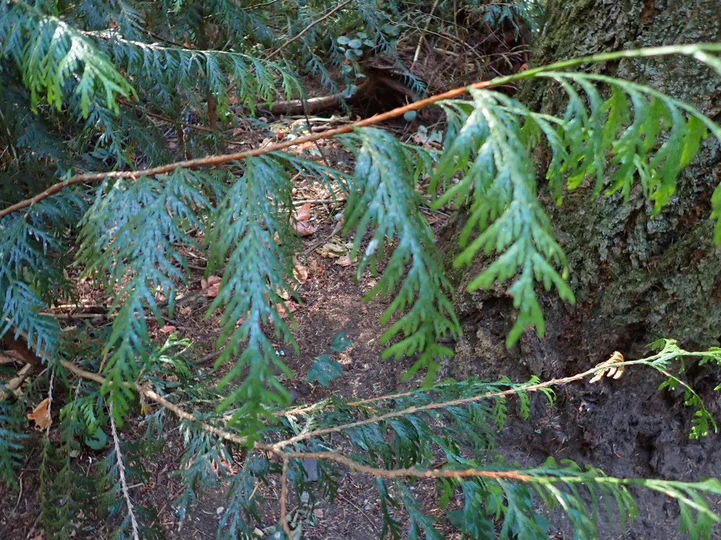 Thuja plicata