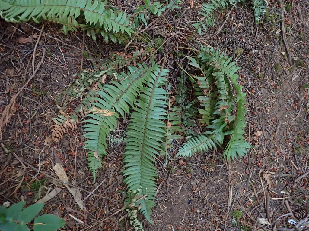 Polystichum Munitum