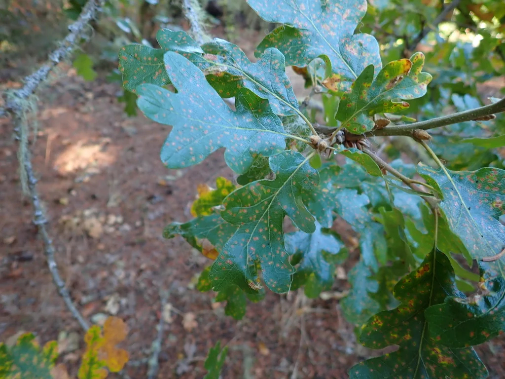 Quercus Garryana