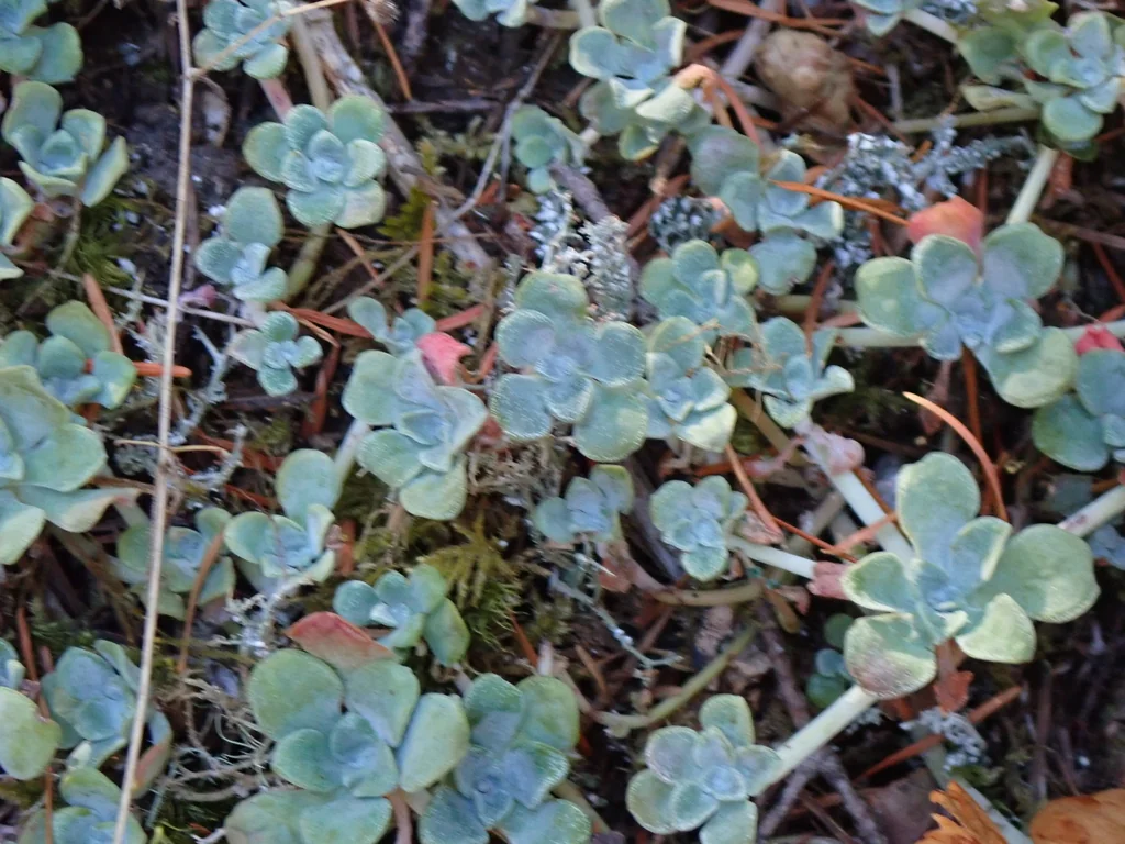 Sedum Spathulifolium