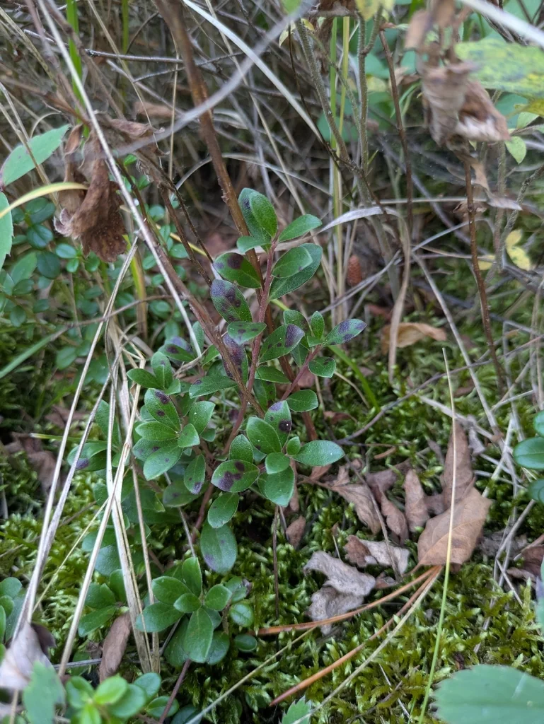 Arctostaphylos Uva-Ursi