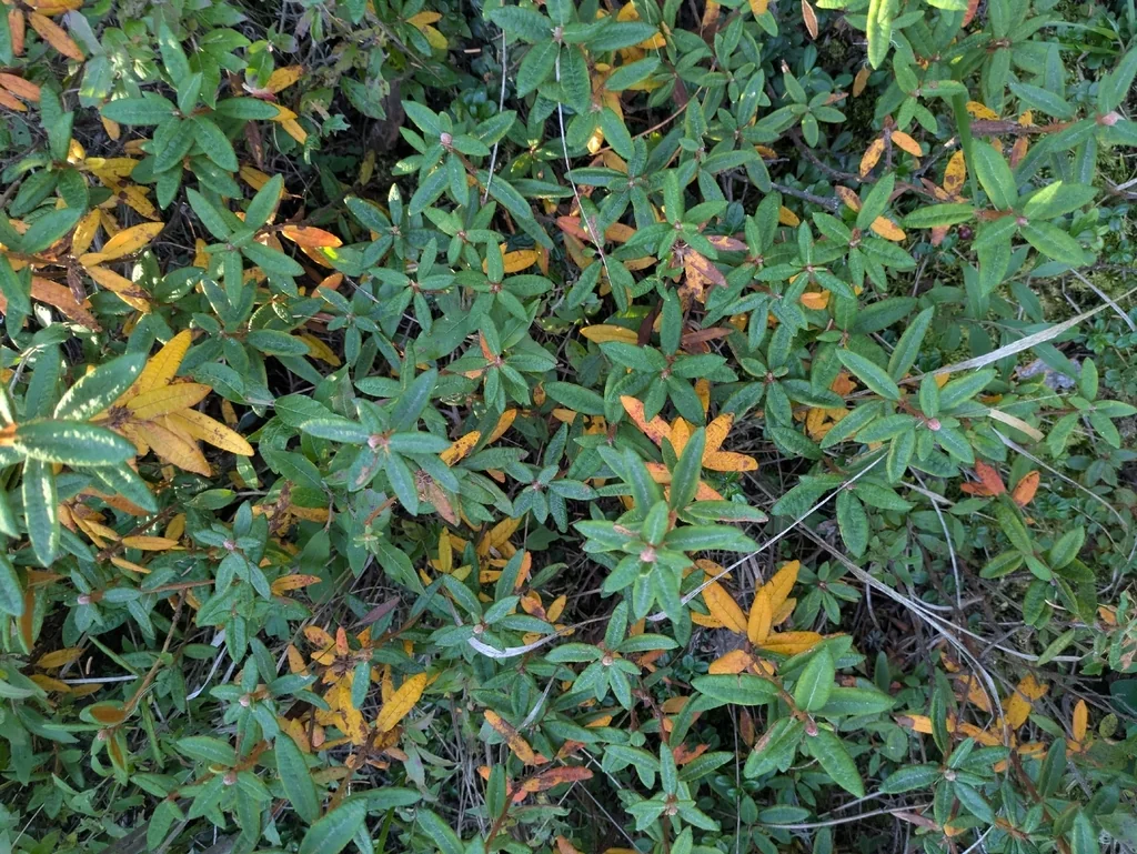 Rhododendron Groenlandicum