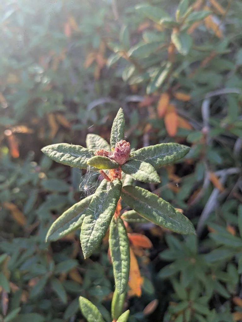 Rhododendron Groenlandicum