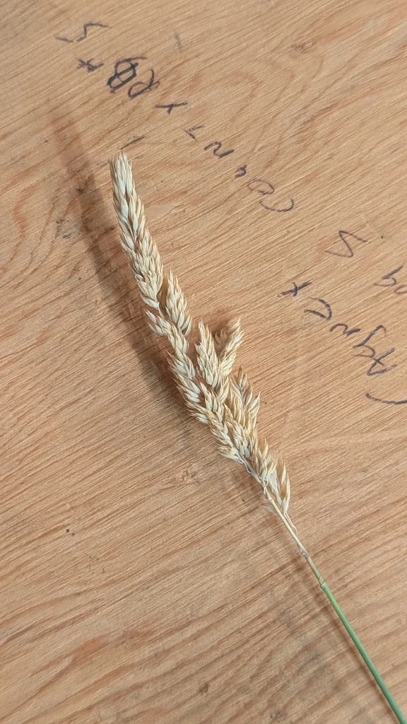Phalaris Arundinacea Picta
