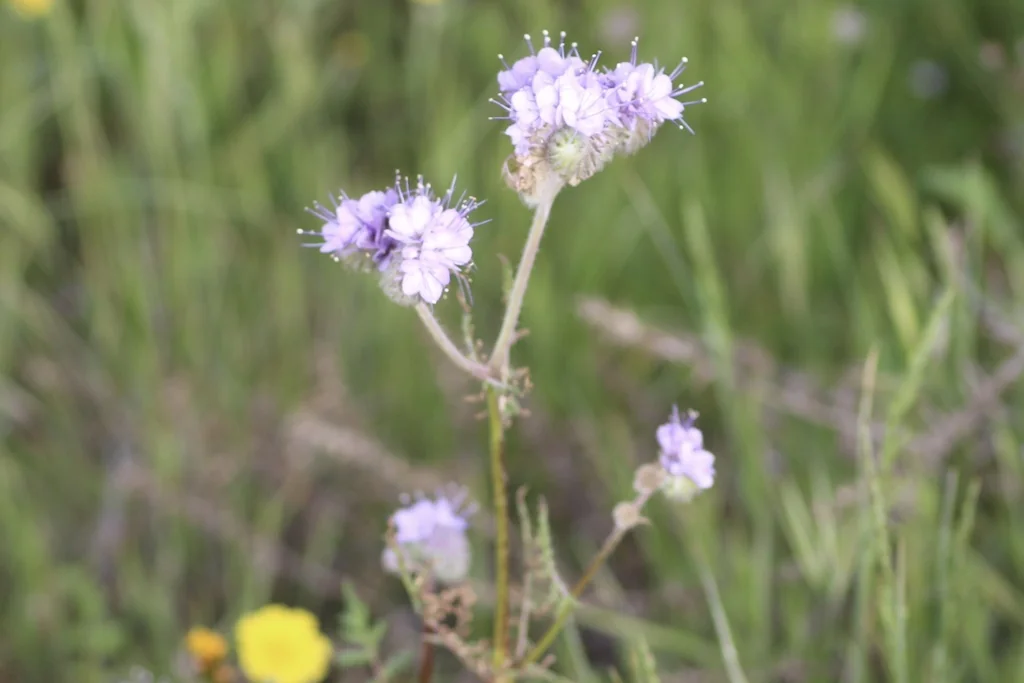 Phacelia Tanacetifolia