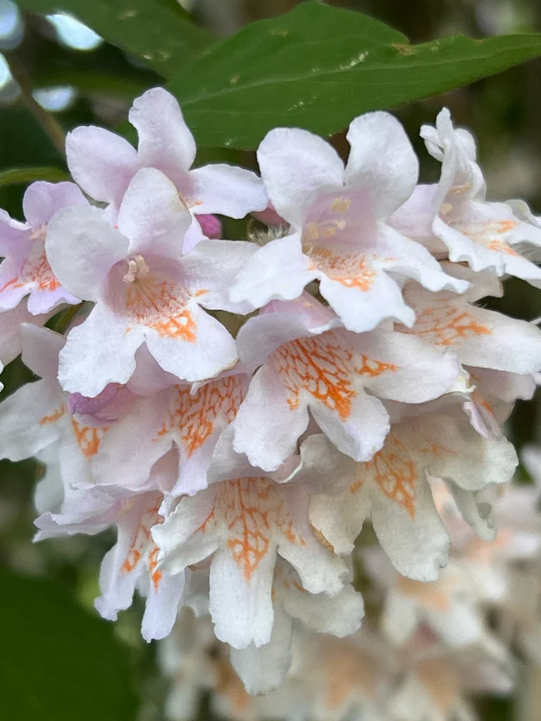 Kolkwitzia Amabilis