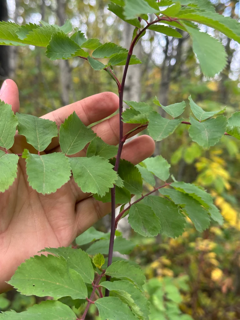 Rosa Woodsii