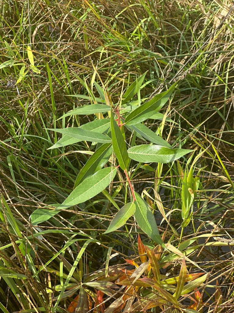 Salix Lucida Ssp. Lasiandra