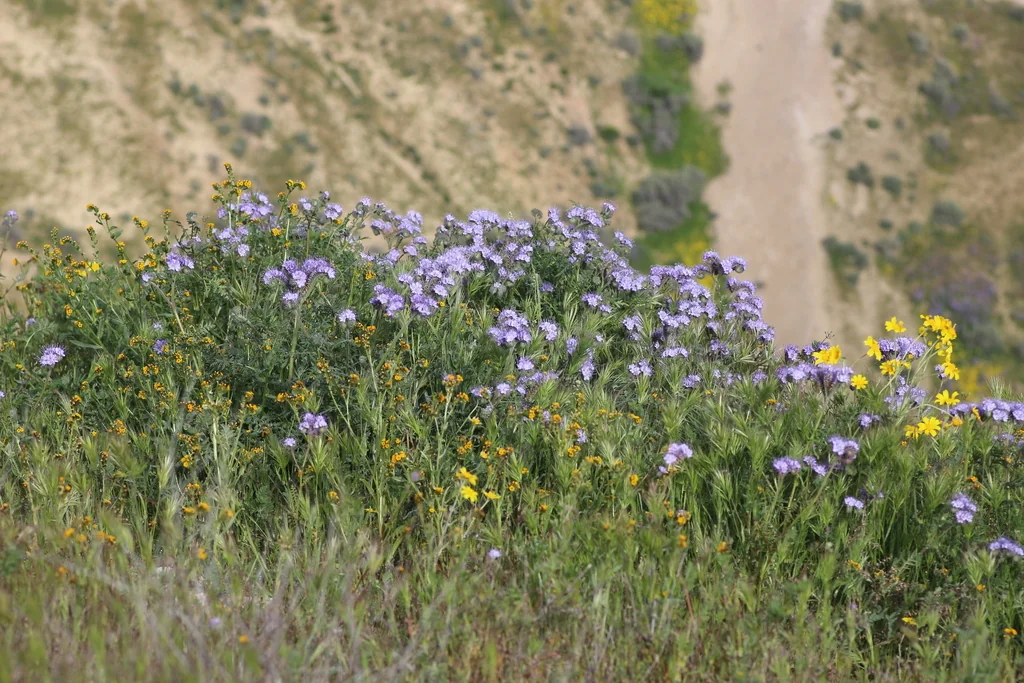 Phacelia Tanacetifolia