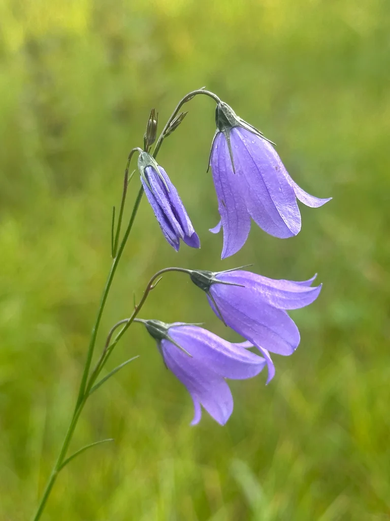 Campanula Rotundifolia