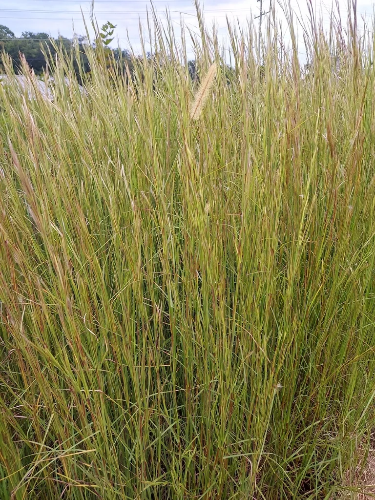 Andropogon Virginicus