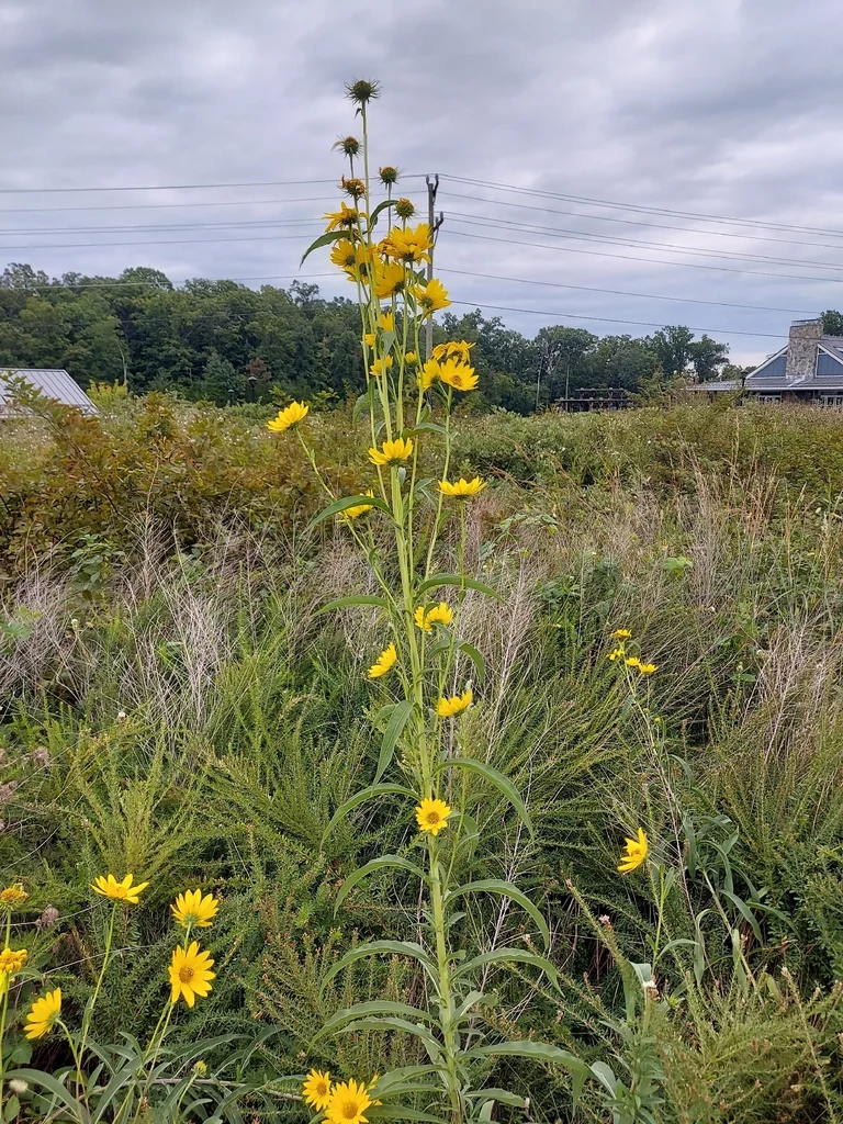 Helianthus Maximiliani