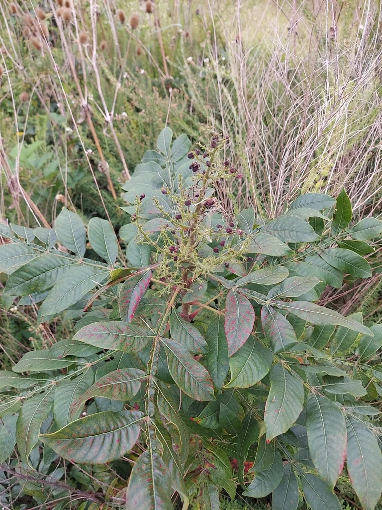 Rhus Copallina
