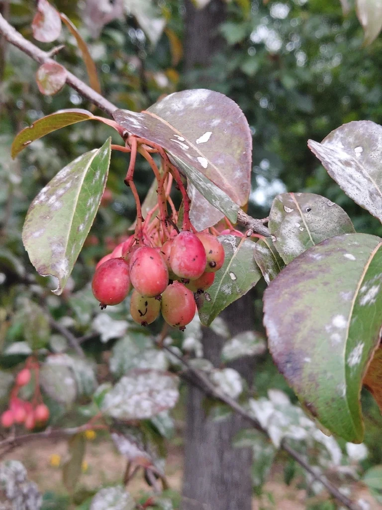 Viburnum Prunifolium