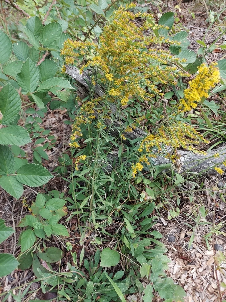 Solidago Nemoralis
