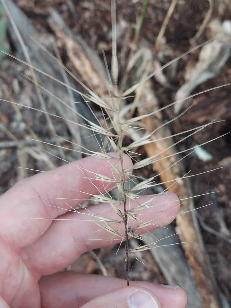 Elymus Hystrix