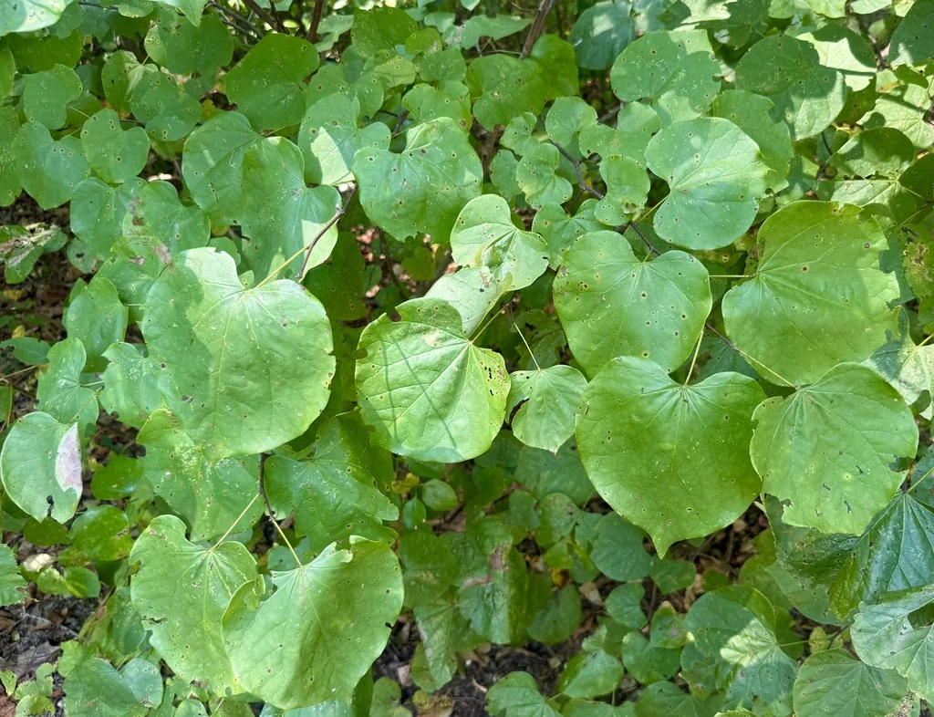 Cercis Canadensis