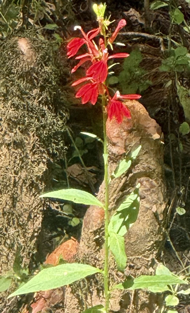 Lobelia Cardinalis