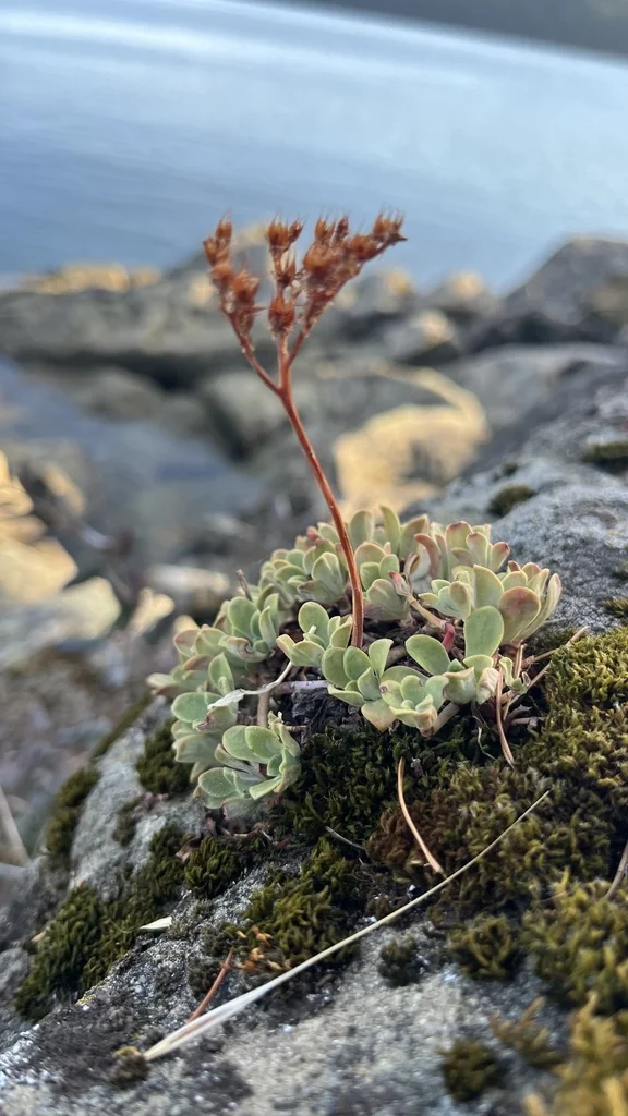 Sedum Spathulifolium