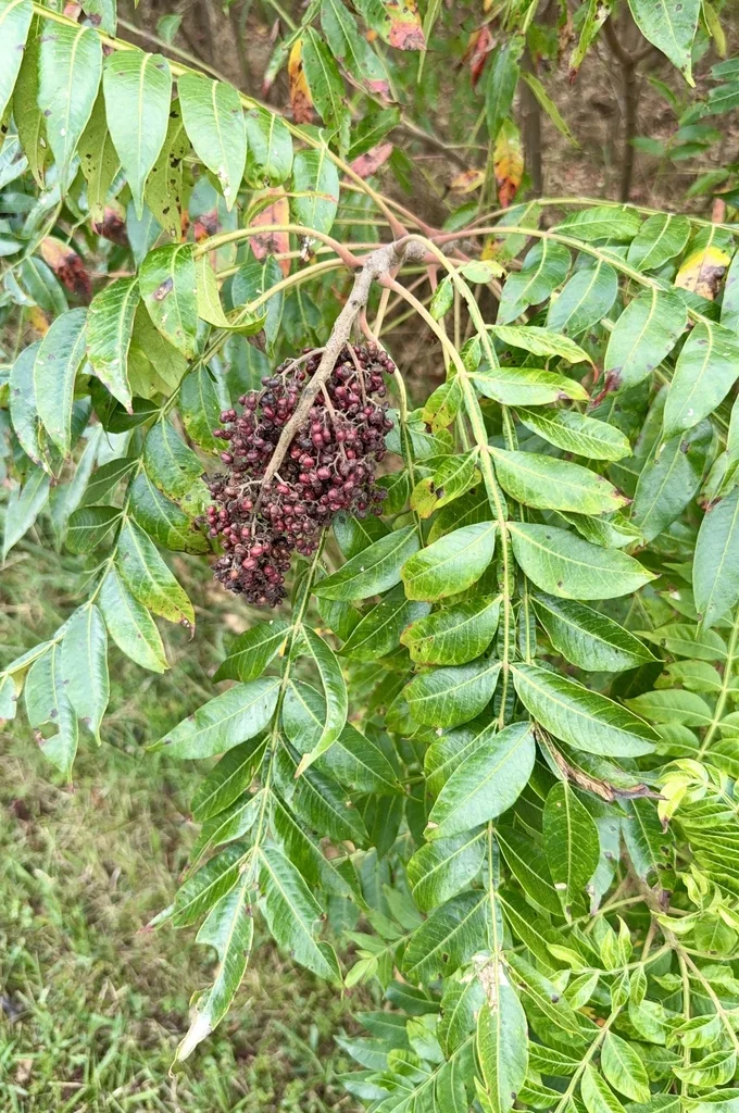 Rhus Copallina