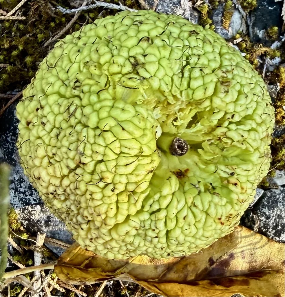 Maclura Pomifera