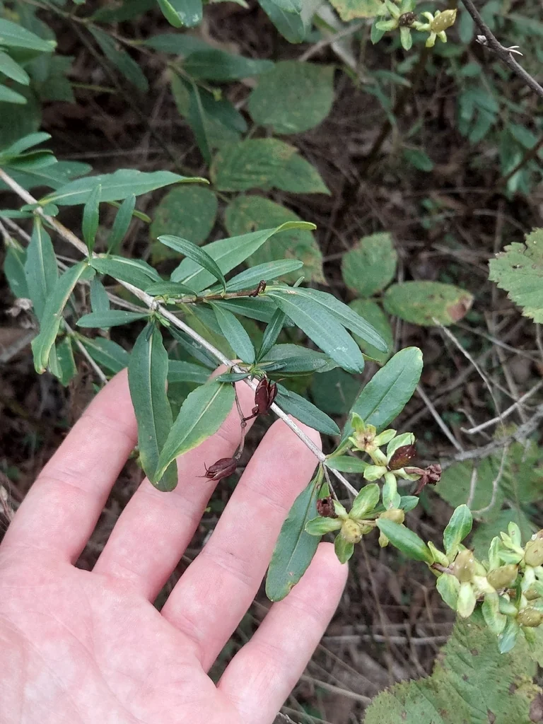 Hypericum Prolificum
