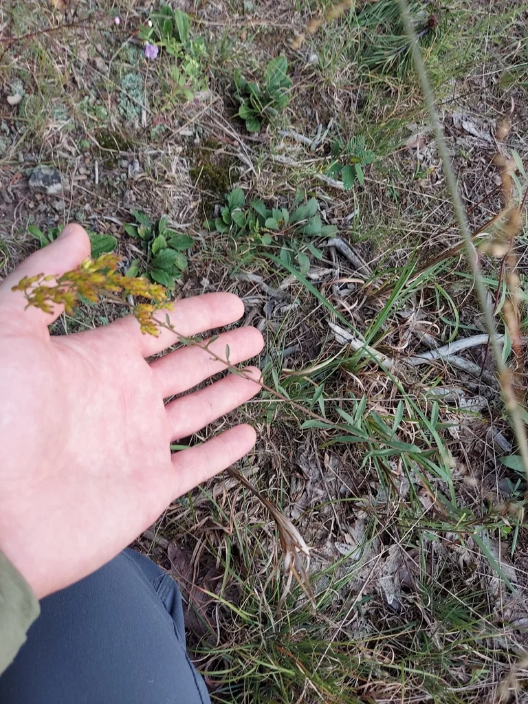 Solidago Nemoralis