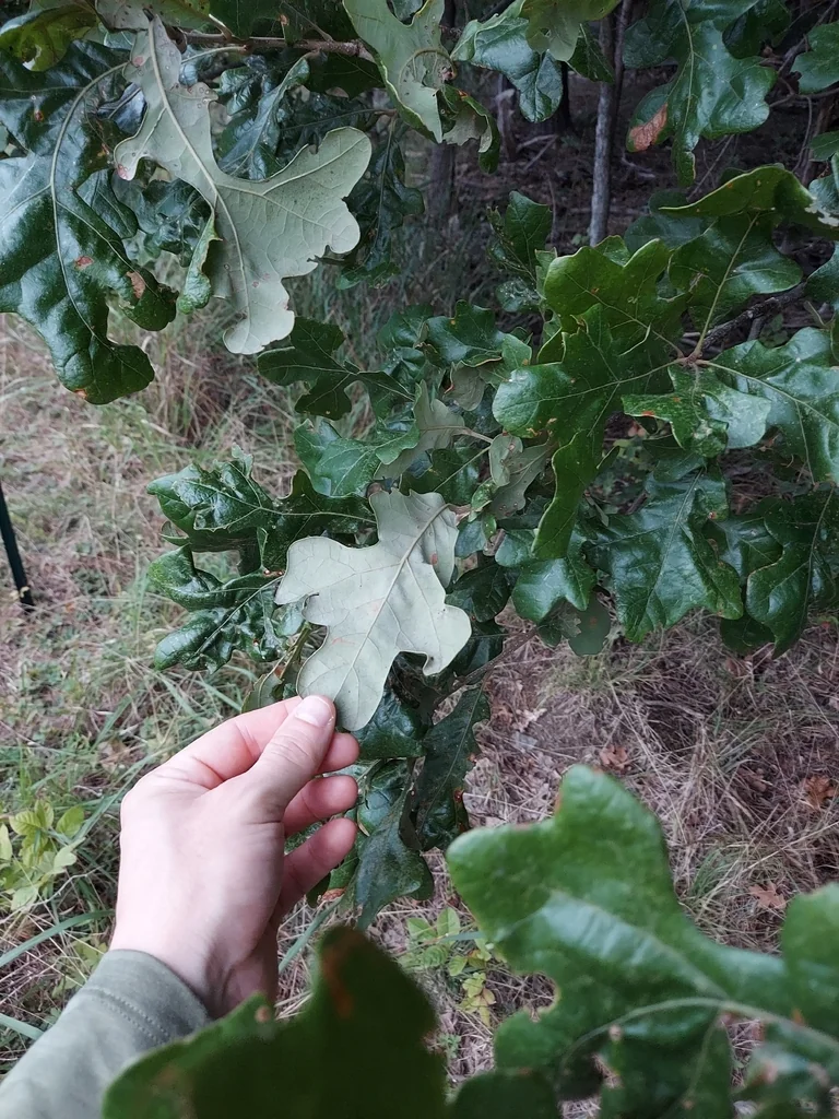 Quercus Stellata