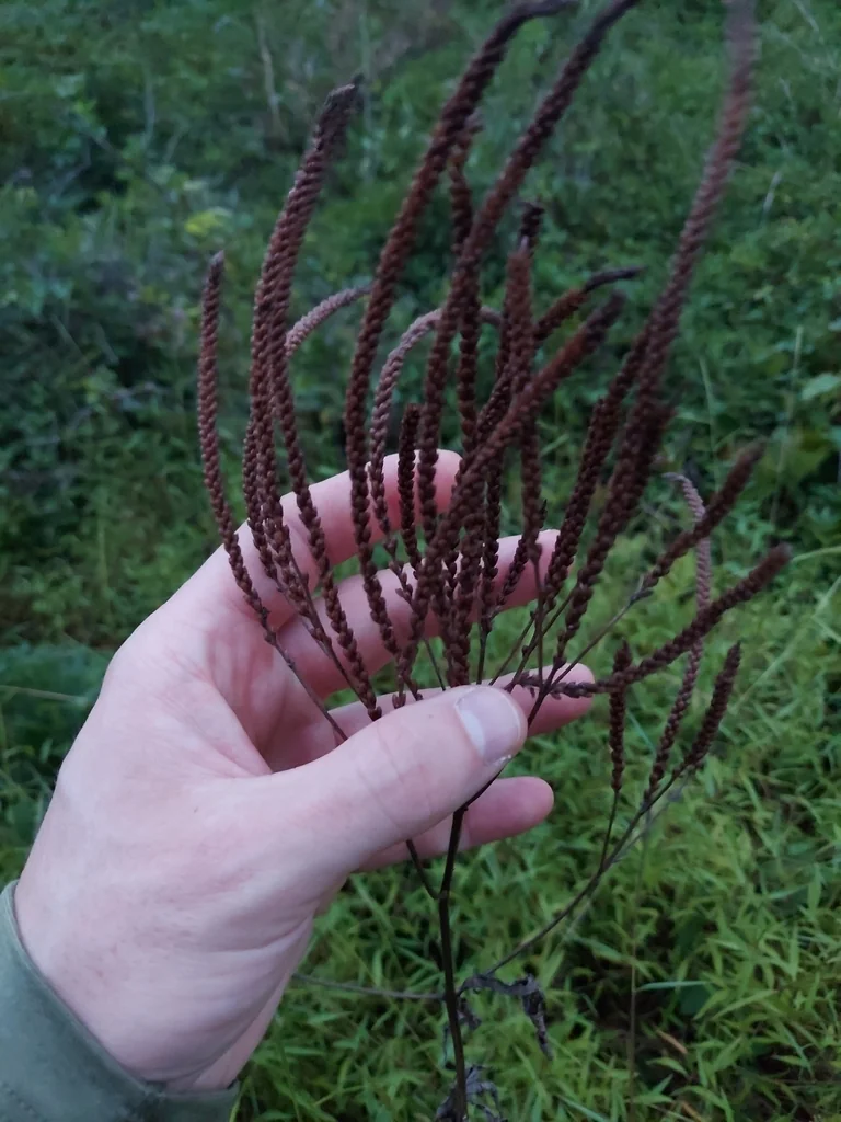Verbena Hastata