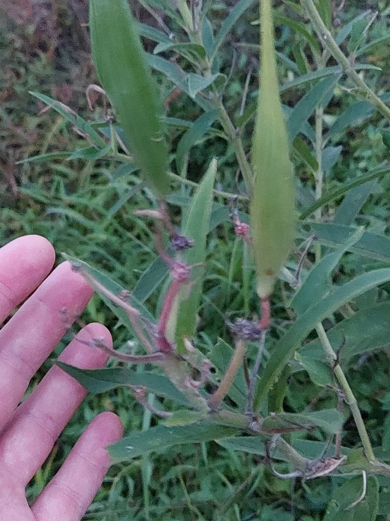 Asclepias Incarnata