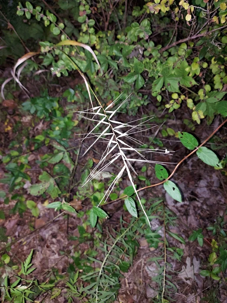 Elymus Hystrix