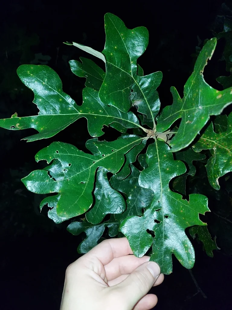 Quercus Stellata