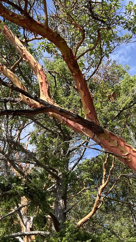 Arbutus Menziesii