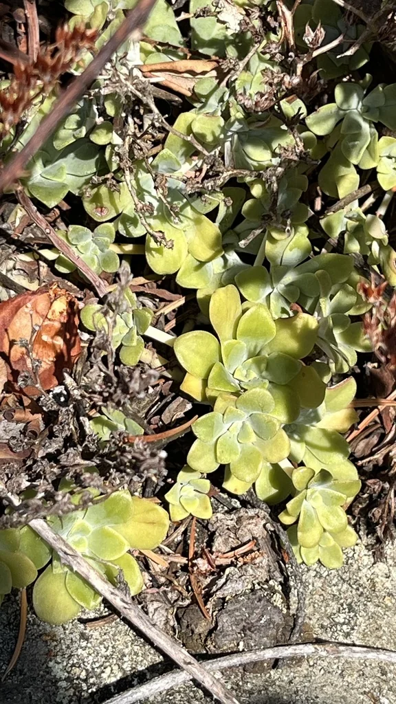 Sedum Spathulifolium