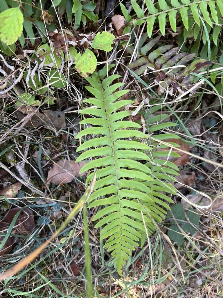 Polystichum Munitum