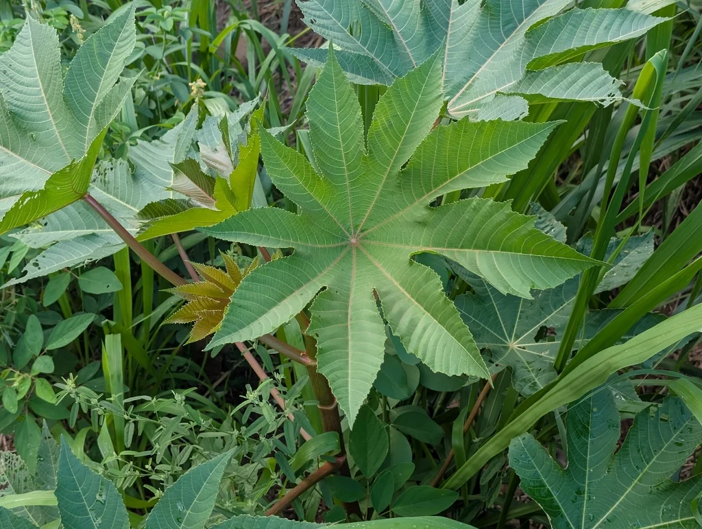 Ricinus Communis