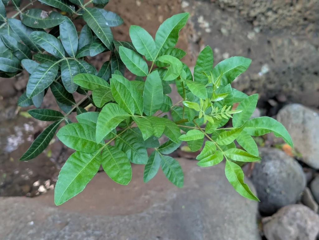 Schinus Terebinthifolius