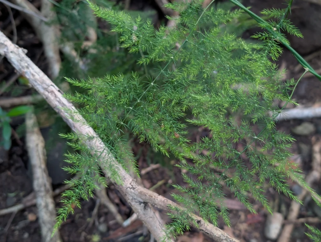 Asparagus Setaceus