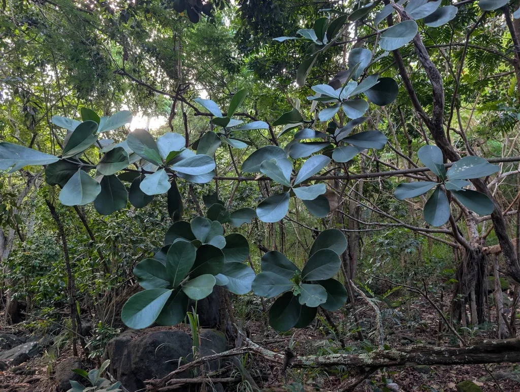 Clusia rosea