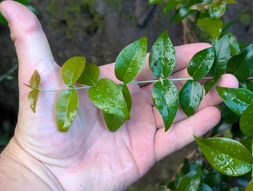 Eugenia Uniflora