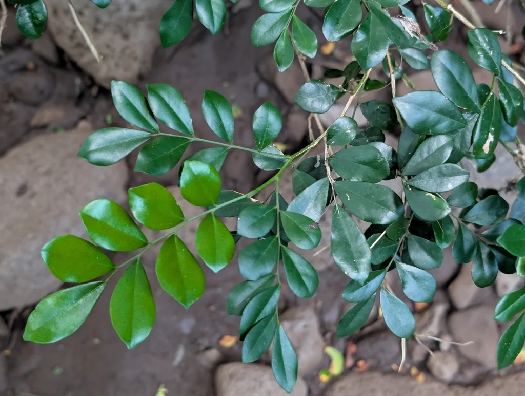 Murraya Paniculata