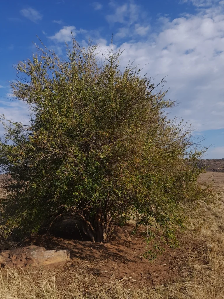 Duranta Erecta