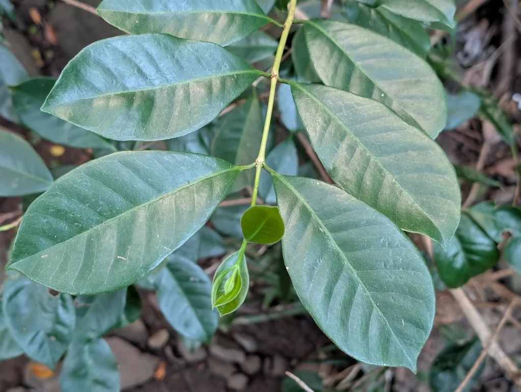 Psidium Cattleianum