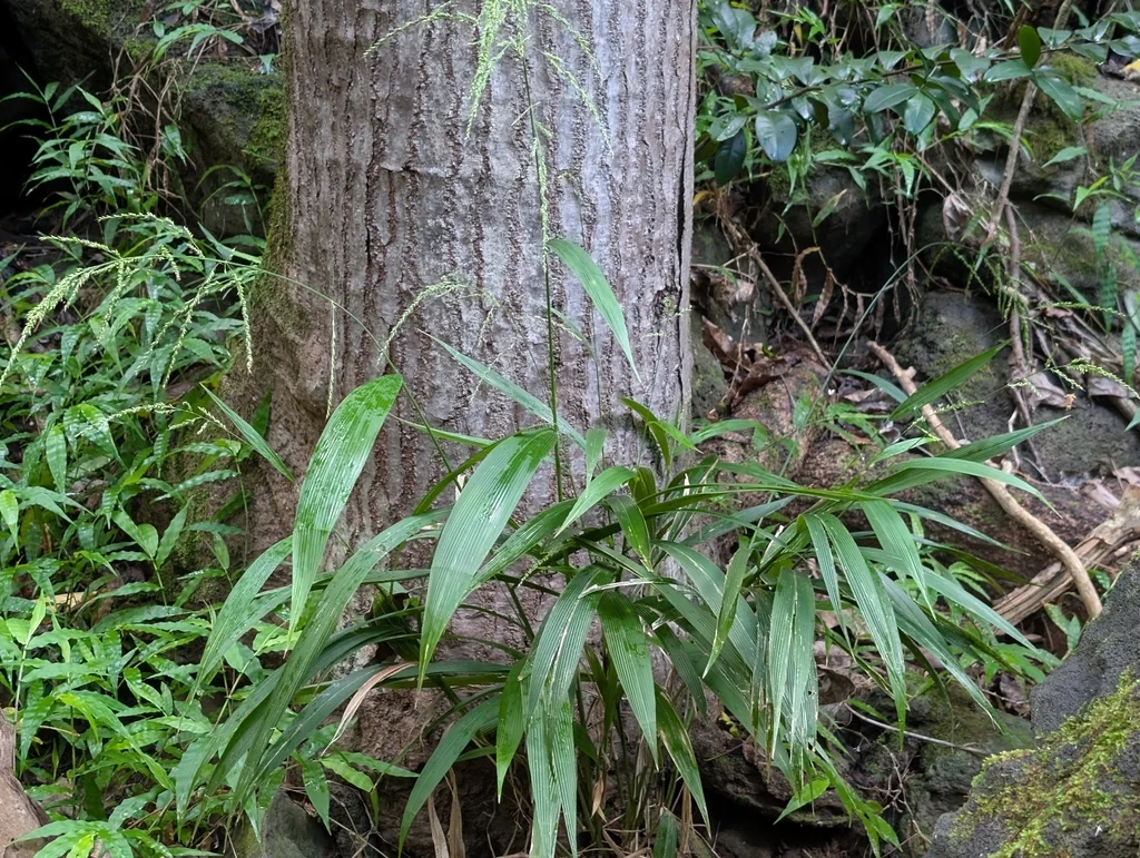 Setaria Palmifolia