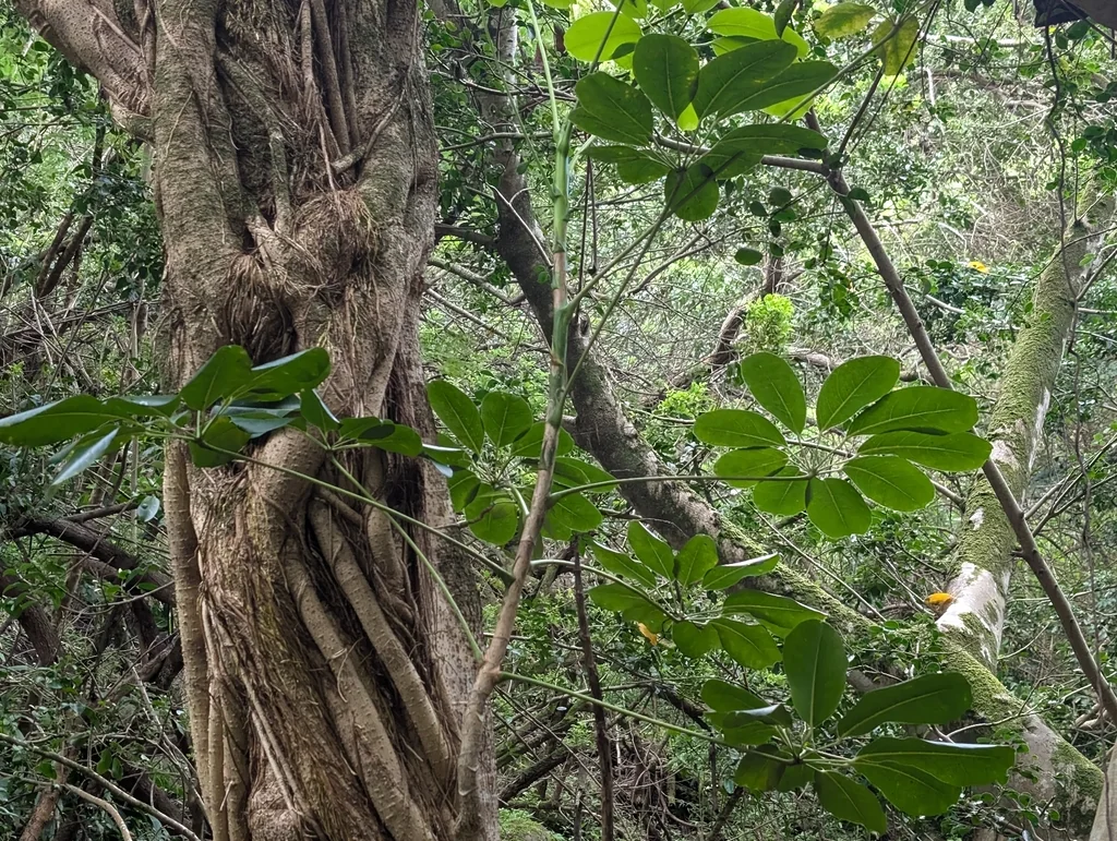 Schefflera Actinophylla