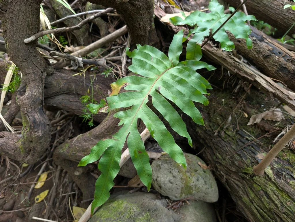 Phlebodium Aureum