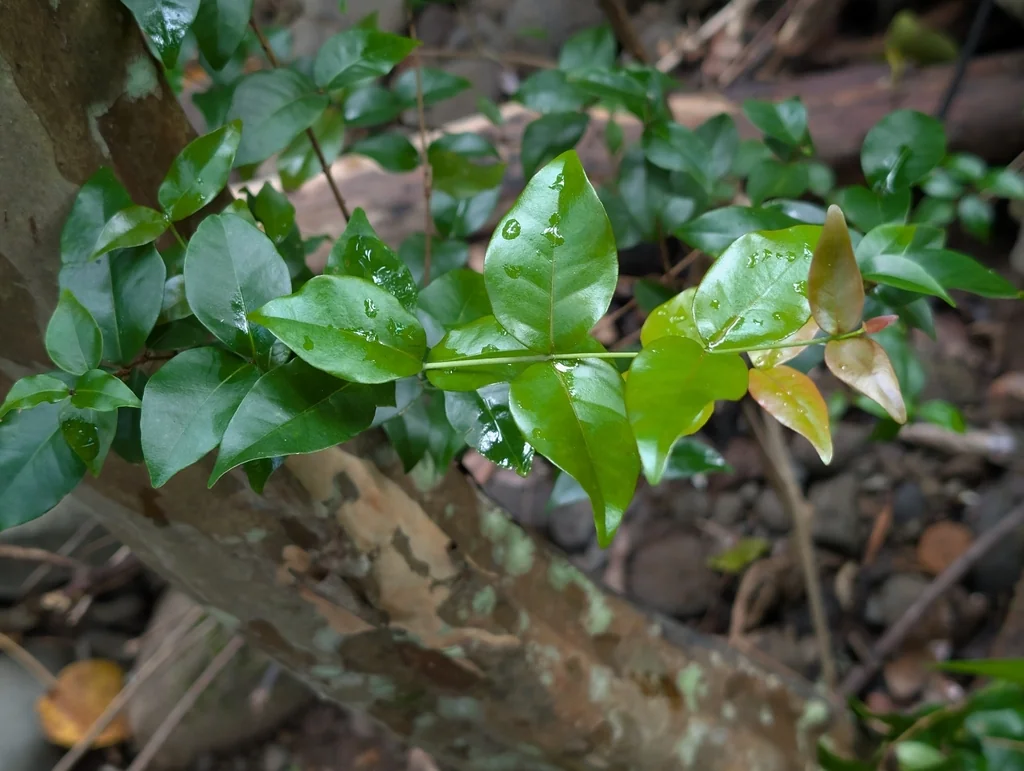 Eugenia Uniflora